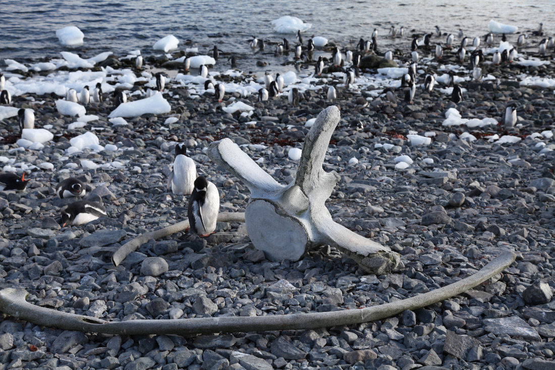 Whale vertibrae and penguine on Cuverville Island Antarctical