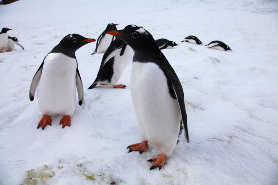 Neko Harbor with penguines conferring