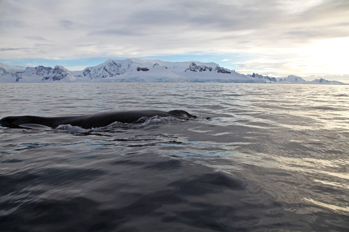 Wilhelmina Bay Whale dive 1