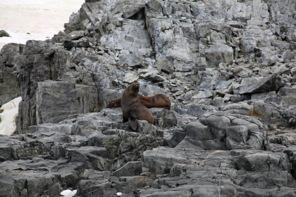 Fur Seals schnoozing and on the lookout