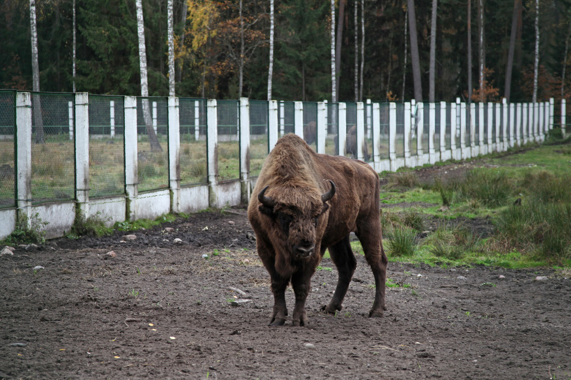 Bison bonasus – Зубр еўрапейскі – Żubr europejski – European Bison