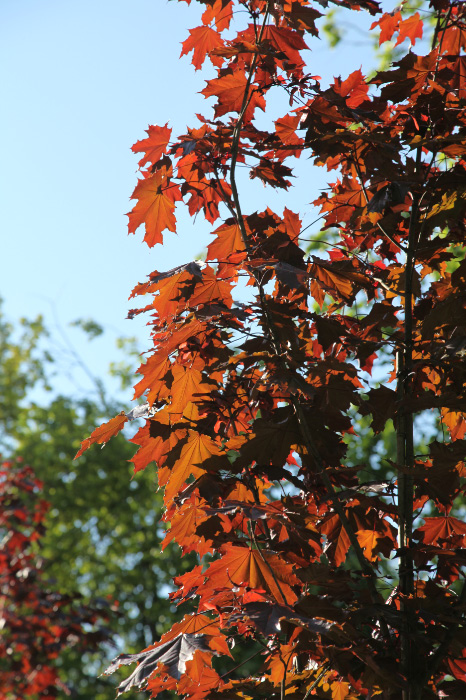 Maple leaves of May, the 17th of 2016